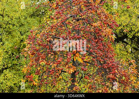 Krabbenapfelbaum (Malus sylvestris), Park Lannova in Prag Tschechische Republik. Stockfoto