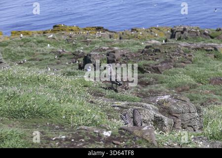 Blick auf eine junge Heringsmöwe, die auf einem felsigen, grasbewachsenen Hang mit Blick auf das blaue Meer, die zerklüftete Isle of May, Isle of May, Schottland, Unite, aufmerksam steht Stockfoto