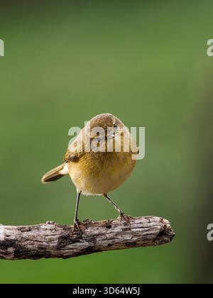 Mosquitero Común posando Stockfoto