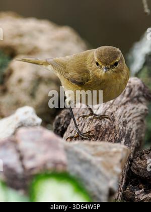 Mosquitero Común posando Stockfoto