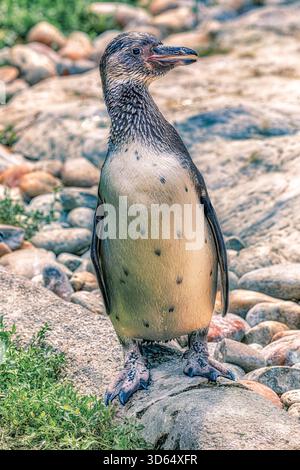 Ein Humboldt-Pinguin in einem österreichischen Zoo Stockfoto
