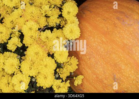 Gelbe Chrysanthemen neben knalligen orangefarbenen Kürbissen in rustikaler Herbstatmosphäre mit Heu, Laub und saisonalem Bauernstil. Stockfoto