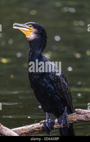 Ein großer Kormoran in einem österreichischen Zoo Stockfoto