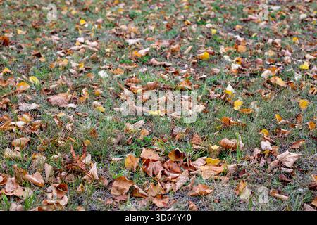 Trockene gelbe und orangene Blätter auf grünem Gras im Herbst. Herbst, Jahreszeit- und Wetterwechsel. Gefallene Blätter Herbst Ahornblätter Hintergrund Stockfoto