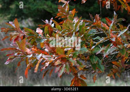 Quercus imbricaria oder Schindeleiche – Herbstfarbe Stockfoto