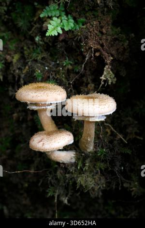 Frisch, Macrolepiota Rhacodes - Shaggy Parasol. Im Feuchtwald, Wales, Großbritannien Stockfoto