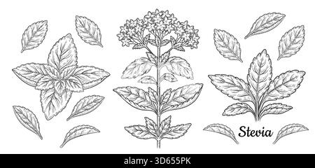 Stevia rebaudiana, minzmedizinische Pflanzenblätter, Blumenzweig botanische Skizze. Süßes Gartenkraut. Gesunder Lebensmittelzuckerersatz. Von Hand gezeichneter Linienvektor Stock Vektor