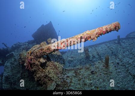 Kanonenplattform und 40-mm-Kanone, britisch, Schiffswrack, Dampfschiff SS Thistlegorm, Munitionsfrachter, Start 09.04.1940 in Sunderland, Schottland, Sank Seco Stockfoto