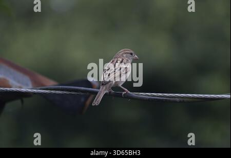 Haussperling (Passer domesticus) sitzt auf einem Draht, Gazipur, Bangladesch Stockfoto
