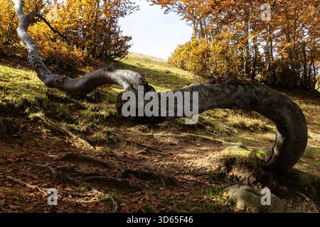 Eine Buche mit verdrehtem Stamm aufgrund des Bodenkriechs, Bosco dei Faggi Torti, Monti della Laga, Abruzzen, Italien Stockfoto
