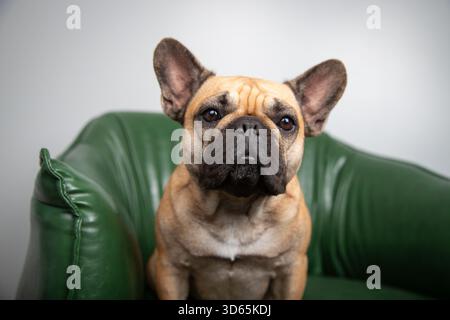 Nahaufnahme einer braunen und schwarzen französischen Bulldogge, die auf einem grünen Ledersessel sitzt Stockfoto