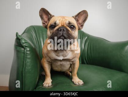 Nahaufnahme einer braunen und schwarzen französischen Bulldogge, die auf einem grünen Ledersessel sitzt Stockfoto