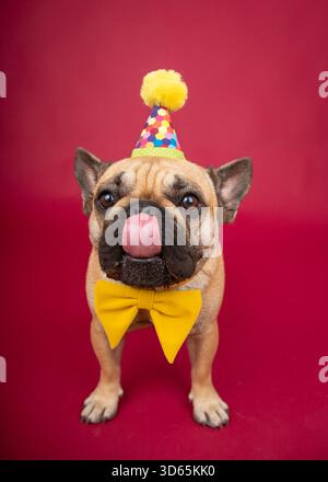 Porträt einer französischen Bulldogge mit Partyhut und Fliege, die vor einem roten Hintergrund steht und sich die Lippen leckt Stockfoto