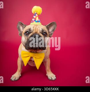 Porträt einer französischen Bulldogge mit Partyhut und Fliege, die vor einem roten Hintergrund steht Stockfoto