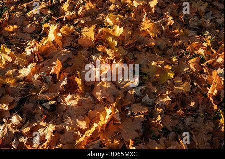 Dänemark, 18. November 2025, Herbstlaub auf dem Boden glühend in der Sonne Stockfoto