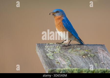 Ein östlicher Blauvogel (Sialia sialis) thront auf einem hölzernen Nistkasten und zeigt seine hellblauen Federn und die warme orange Brust Stockfoto