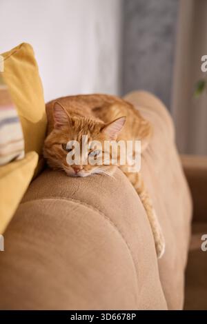 Eine Ginger Tabby Katze schläft in warmem Licht auf dem Arm einer beigen Couch. Die weiche Einstellung sorgt für Komfort und Ruhe in Innenräumen. Stockfoto