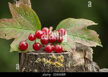 Nahaufnahme eines Gelderrosenzweigs mit hellroten Beeren und grünen Blättern, der auf einem rustikalen Baumstumpf vor einem verschwommenen Hintergrund ruht. Stockfoto