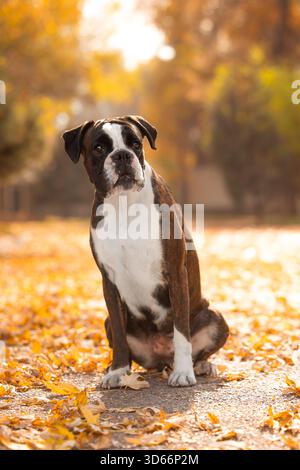 Boxerhund sitzt auf Herbstlaub mit warmgelbem Hintergrund und sieht aufmerksam aus in einem natürlichen Außenporträt mit weichem Bokeh. Stockfoto