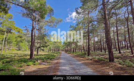 Eine lange, gerade Schotterstraße führt durch einen dichten, sonnendurchfluteten Kiefernwald. Perfekt für Wanderungen, Radtouren und Ausflüge. Stockfoto