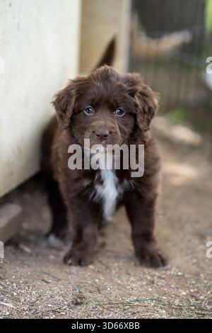 Niedlicher Alert Bordoodle Border Collie Pudel brauner Welpe im Garten Stockfoto