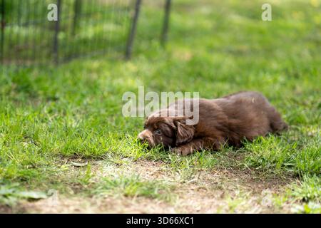 Niedlicher Alert Bordoodle Border Collie Pudel brauner Welpe im Garten Stockfoto