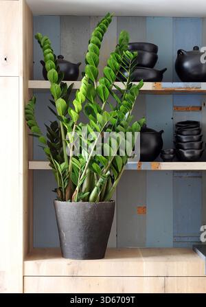 Zamioculcas zamiifolia Dekoration auf hölzernem Hintergrund. Mit Beschneidungspfad Stockfoto