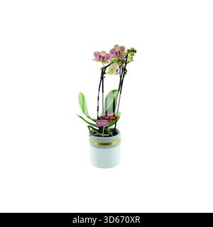 Bunte Phalaenopsis multiflora Orchideen in dekorativen Keramiktöpfen isoliert auf weißem Hintergrund. Nahaufnahme eines Studiofotos eines blühenden Innenhaushaltes Stockfoto