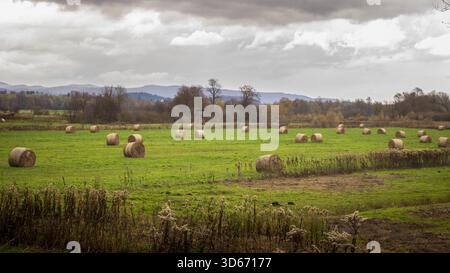 Heuballen verstreut über ein grünes Feld unter bewölktem Herbsthimmel Stockfoto
