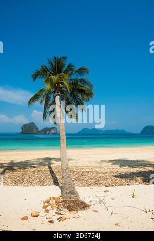 Weißer Sandstrand und Kokospalmen, Sunrise Beach, Koh Hai, Ko Ngai, Provinz Krabi, Trang, Südthailand, Andamanensee, Thailand Stockfoto