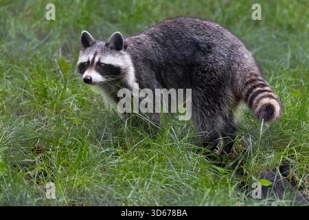 Nordamerikanischer Waschbär Stockfoto