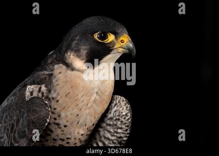 Peregrine falcon Stockfoto