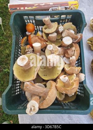 Frisch geerntete Wildpilze in einem Korb im Dorf Aleksici, Bosnien und Herzegowina. Eine natürliche Futtersuche-Szene, die in Scheiben geschnitten ist. Stockfoto