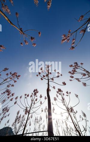 Eine vertikale, extrem niedrige Aufnahme eines dichten Hains von Paulownia-Bäumen in Blüte, in der die Sonne zwischen den hohen, schlanken Stämmen und ihren platzt Stockfoto