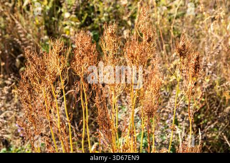 Nahaufnahme von sonnendurchfluteten getrockneten Wildpflanzen, die einen strukturierten natürlichen Hintergrund bilden, der für Design- oder Naturmotive geeignet ist Stockfoto