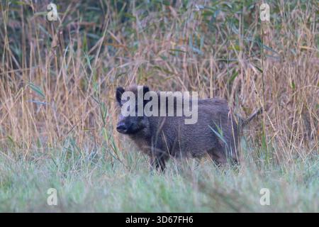 Wildschwein, Sus scrofa, durchstreift eine Wiese, Schleswig-Holstein, Deutschland Stockfoto