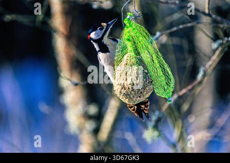Toller Fleckenspecht hängt an einem Vogelfutter im Garten Stockfoto