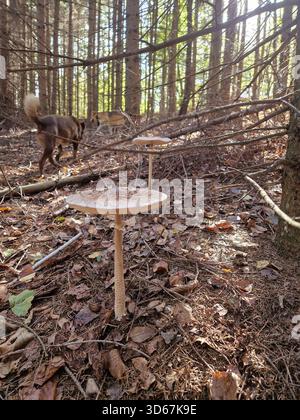 Wilde Sonnenschirmpilze wachsen auf einem Waldboden in Aleksići, Bosnien und Herzegowina, mit zwei Hunden, die im Hintergrund zwischen hohen Kiefern spazieren. Stockfoto