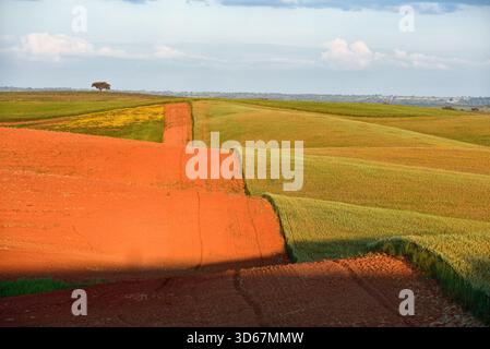 Landschaft in der Nähe von Beja, Alentejo Region, Portugal, südliches Europa Stockfoto