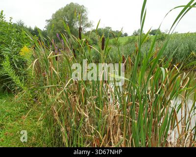 Katzenschwanz mit braunem Blütenstachel am Rand eines Wasserkörpers. Nahaufnahme. Kopierraum. Stockfoto