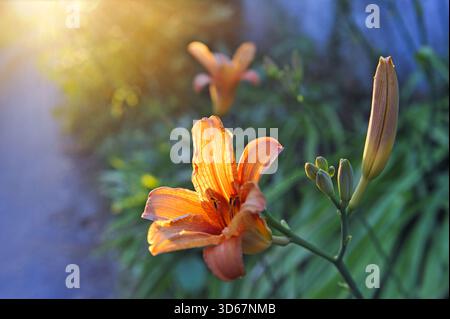 Tawny Daylily (Hemerocallis fulva), Region Centre-Val de Loire, Frankreich, Europa Stockfoto