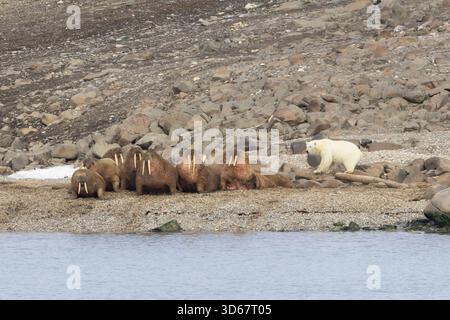 Eisbär, Ursus maritimus, Thalarctos maritimus, ausgewachsener Bär vor Walrosen, Odobenus rosmarus, Spitzbergen, Norwegen Stockfoto