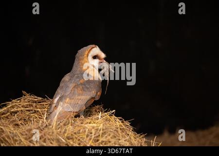 Scheuneneule, Tyto alba, ausgewachsene Eule mit gefangener Maus im Stroh, Niederlande Stockfoto