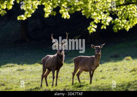 Rotwild, Cervus elaphus, Hirsch und Weibchen, Frühling, Österreich Stockfoto