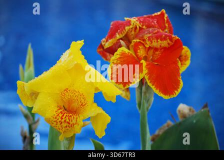 Ein Blumenbild in Nahaufnahme mit zwei blühenden Canna-Lilien – eine hellgelbe und eine gesprenkelte rot/orange. Stockfoto