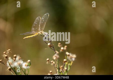 Rotgeäderter oder Nomade (Sympetrum fonscolombii) Libelle thront auf der Blume, Nordküste, Ägypten Stockfoto