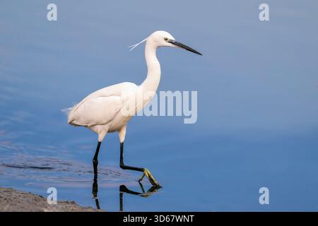 Der kleine Egret-Vogel steht auf einem See. Der Vogel steht im Wasser und schaut sich um Fische. Die Szene ist friedlich und ruhig, mit dem Vogelbein Stockfoto