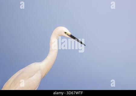 Der kleine Egret-Vogel steht auf einem See. Der Vogel steht im Wasser und schaut sich um Fische. Die Szene ist friedlich und ruhig, mit dem Vogelbein Stockfoto
