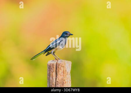 Indische Magpie Robin auf einem Holzpfosten. Der Vogel ist schwarz-weiß. Der Hintergrund ist grün und der Fokus liegt klar auf dem Vogel. Stockfoto