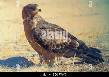 Europäischer Honigbussard, der auf dem Boden auf einem Feld steht. Der Falke schaut nach links. Porträt von europäischem Honigbussard. Stockfoto